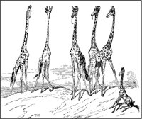 Giraffes.tif