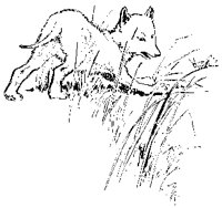 Wolf Cub.tif