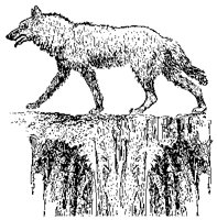 Wolf on Promontory.tif