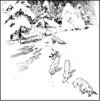 Wolves in Snow.tif