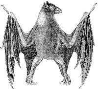Amboyn Pteropus Bat.tif