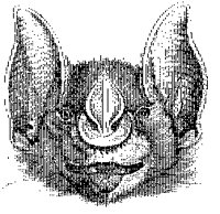 Javelin Bat Head.tif