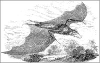 Kalong Bat Flying.tif