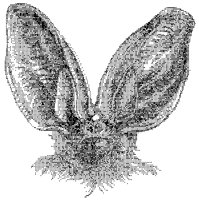 Long-Eared Bat Head.tif