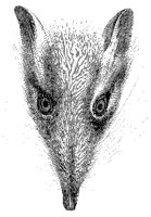 Petrodrome Head.tif
