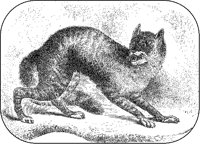 Caffre Cat.tif