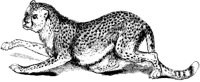 Cheetah.tif