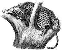 Leopard at Bay in Tree.tif