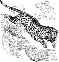 Leopard Leaping.tif