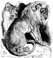 Lion and Lioness.tif