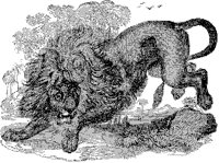 Lion Pouncing.tif