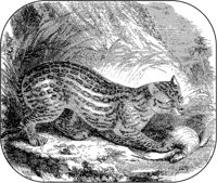 Ocelot.tif