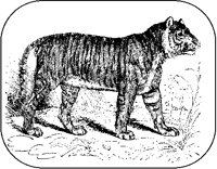 Royal Tiger.tif