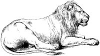 Senegal Lion.tif