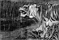 Tiger Drinking.tif