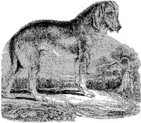 Bloodhound.tif