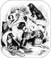 Dog Tableau.tif