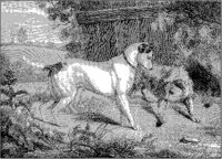 English and Irish Terriers.tif