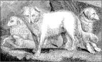 Italian Wolf Dogs.tif