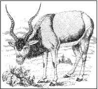 Addax.tif