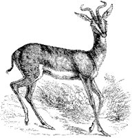 Antelope 1A.tif