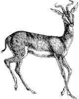 Antelope 1B.tif