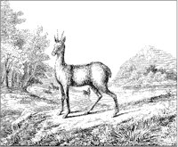 Antelope 2.tif