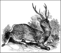Axis Deer.tif
