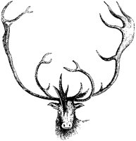 Caribou Head and Horns.tif