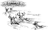 Caribou Swimming.tif