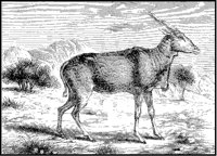 Eland.tif