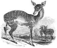 Female Gazelles.tif