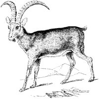 Ibex 1.tif