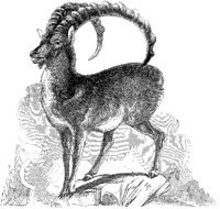 Ibex 2.tif
