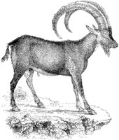 Ibex 3.tif