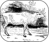 Reindeer.tif