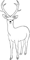Sika Deer.tif