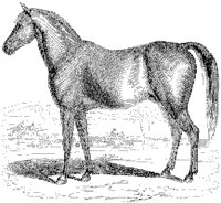 Anglo-Arabian Horse A.tif
