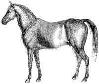 Anglo-Arabian Horse B.tif