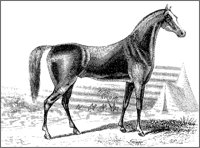 Arabian Horse.tif