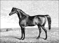 Arabian Horse "Dervish".tif