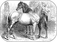 Breton Mares.tif