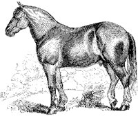 English Cart Horse A.tif