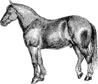 English Cart Horse B.tif