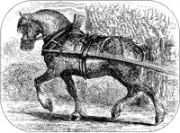French Cart Horse.tif
