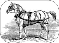 Hanoverian Horse.tif