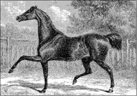 Horse "Edmond".tif