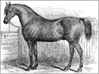 Horse "Young Phenomenon".tif
