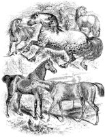 Horse Group.tif