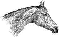 Horse's Head 1.tif